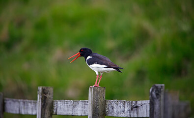 Oystercatchers on the Yorkshire moors