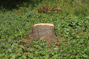 A tree stump that has been cut down and ground for safety reasons