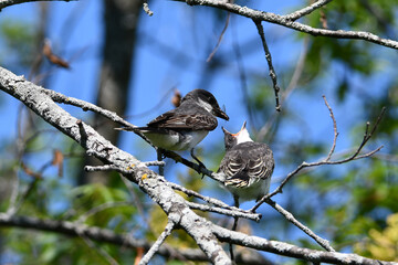 Eastern Kingbird feeding baby bird
