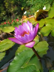 Pink water lily