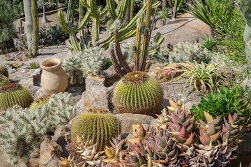 Cactus garden