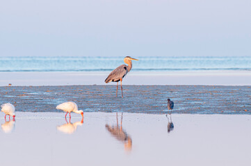 Great Blue Heron at Bunche Beach Preserve