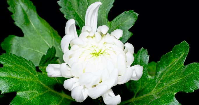 白菊の開花タイムラプス