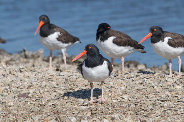 American Oystercatchers on Barnacles