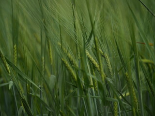 summer field rye wheat harvest