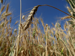 Ripe corns bent the ear of wheat closeup photo
