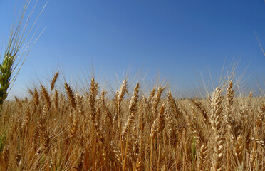 Ripe ears of wheat on agriculture field stock photo 
