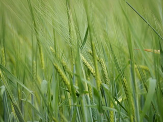 Obraz premium summer field rye wheat harvest