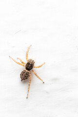 Araña de pared, menemerus bivitatus aislada sobre pared blanca