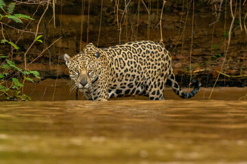 Panthera Onca in the Brazilian pantanal 