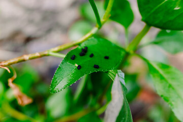 Worm feces on the leaves of a green plant.