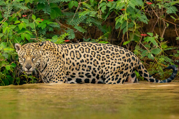 Fototapeta na wymiar Panthera Onca in the Brazilian pantanal 