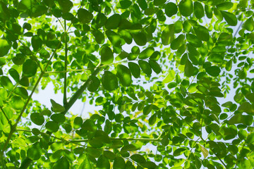 Fototapeta na wymiar Many Leaves And Branches Of The Moringa Tree