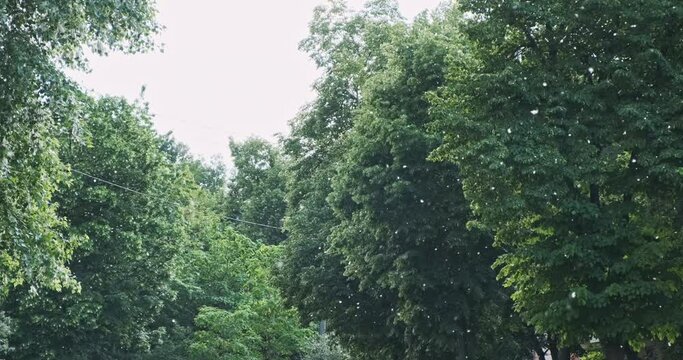 Poplar fluff flies from green trees. Poplar fluff on natural deciduous trees background, wind scatters in summer park. White fuzz down on. Fluffy cottonwood seeds in allergy season nature. 4k footage