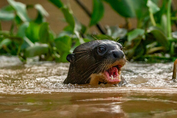 Panthera Onca in the Brazilian pantanal 