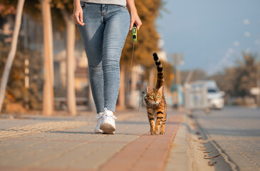 A Bengal cat on a leash walks next to a woman on the sidewalk.