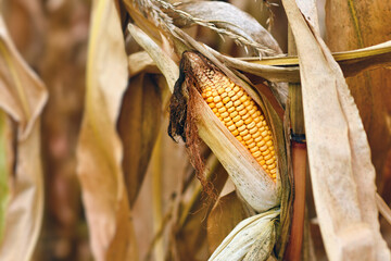 Corn maize stalk in open husk in agricultural field