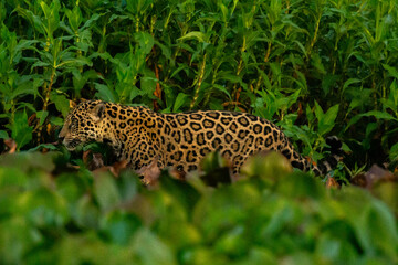 Panthera Onca in the Brazilian pantanal 