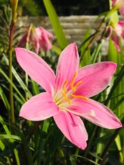 Sky Clouds Trees Flowers Scenery Nature