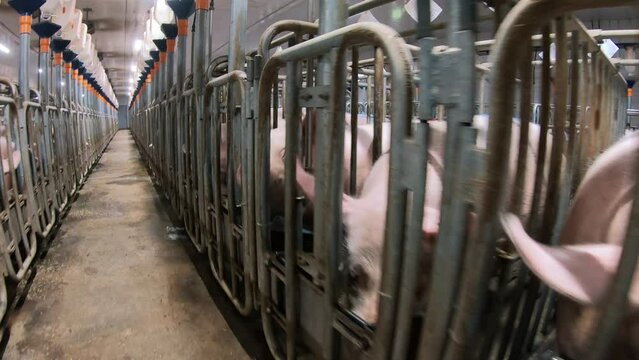 Piglets that are automatically fed on a pig farm.