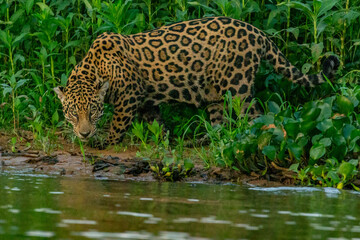 Panthera Onca in the Brazilian pantanal 
