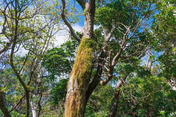 夏の伊豆山稜線歩道の風景　高原の灌木