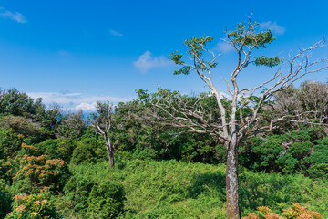 Fototapeta na wymiar 夏の伊豆山稜線歩道の風景　高原の灌木