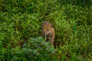 Panthera Onca in the Brazilian pantanal 