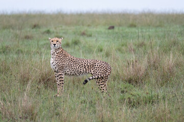 Cheetah standing the in the Maasai Mara