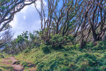Obraz na płótnie Canvas 夏の伊豆山稜線歩道の風景　高原の灌木