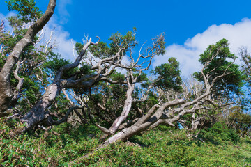 夏の伊豆山稜線歩道の風景　高原の灌木