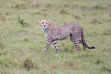 alert cheetah in Maasai Mara savannah