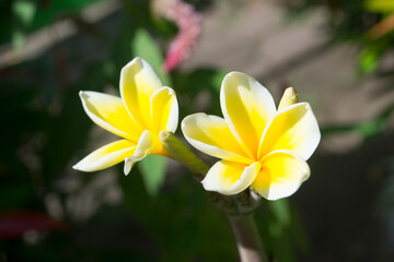 Fototapeta na wymiar two frangipani flowers a combination of yellow and white begin to bloom
