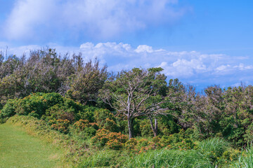 夏の伊豆山稜線歩道の風景　高原の灌木