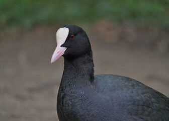 Portrait of a coot
