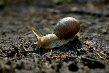 Large snail in the summer forest after the rain