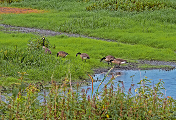 Assortment of fowl by water in the wetlands including egrets, swans, Canadian geese and more.