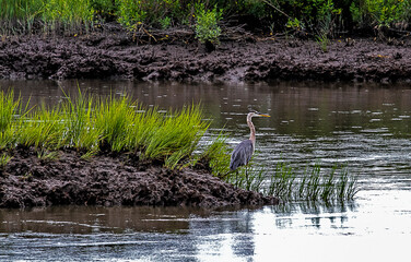 Assortment of fowl by water in the wetlands including egrets, swans, Canadian geese and more.