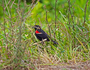 Red wing blackbird snuggled in the bush in the wetlands.