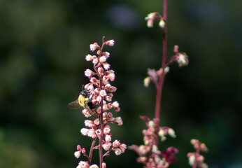 Closeup of Bumblebee on Alumroot flower