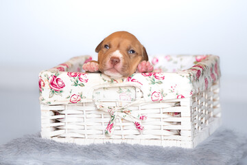 american bully dog ​​puppy newborn session in basket