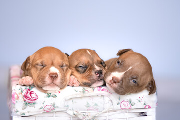 american bully dog ​​puppy newborn siblings  session bokeh lights