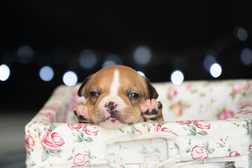 american bully dog ​​puppy newborn session bokeh lights