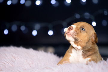 american bully dog ​​puppy newborn session bokeh lights