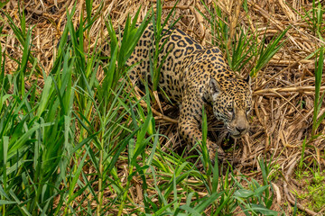 Panthera Onca in the Brazilian pantanal 