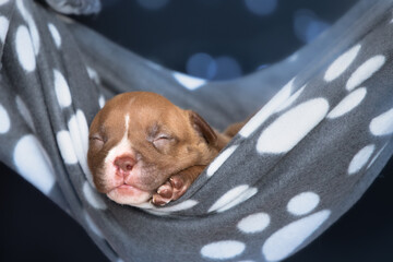 American bully dog ​​sleeps in a hammock newborn session