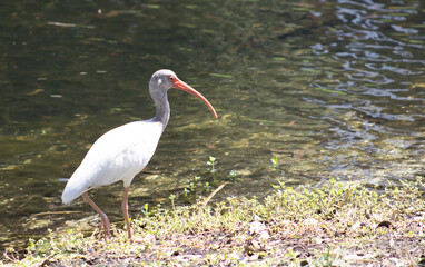 White Ibis walking alongside a pond
