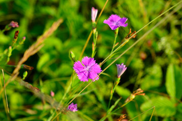 pink carnation flowers in green grass on meadow in sunset, close-up