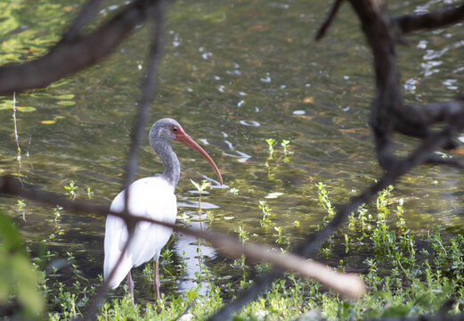 White Ibis standing in pond with branches in foreground