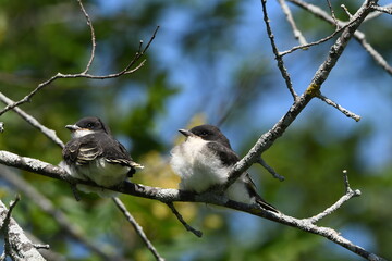 Two baby Eastern Kingbirds